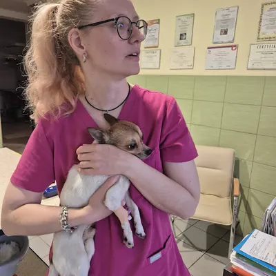 Kundel Bury i Kocury